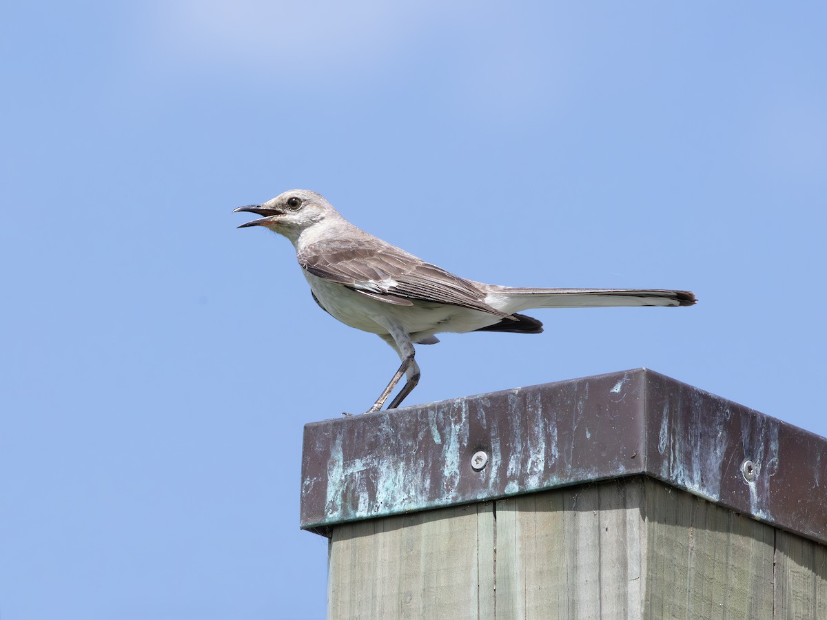 Northern Mockingbird - ML638915110
