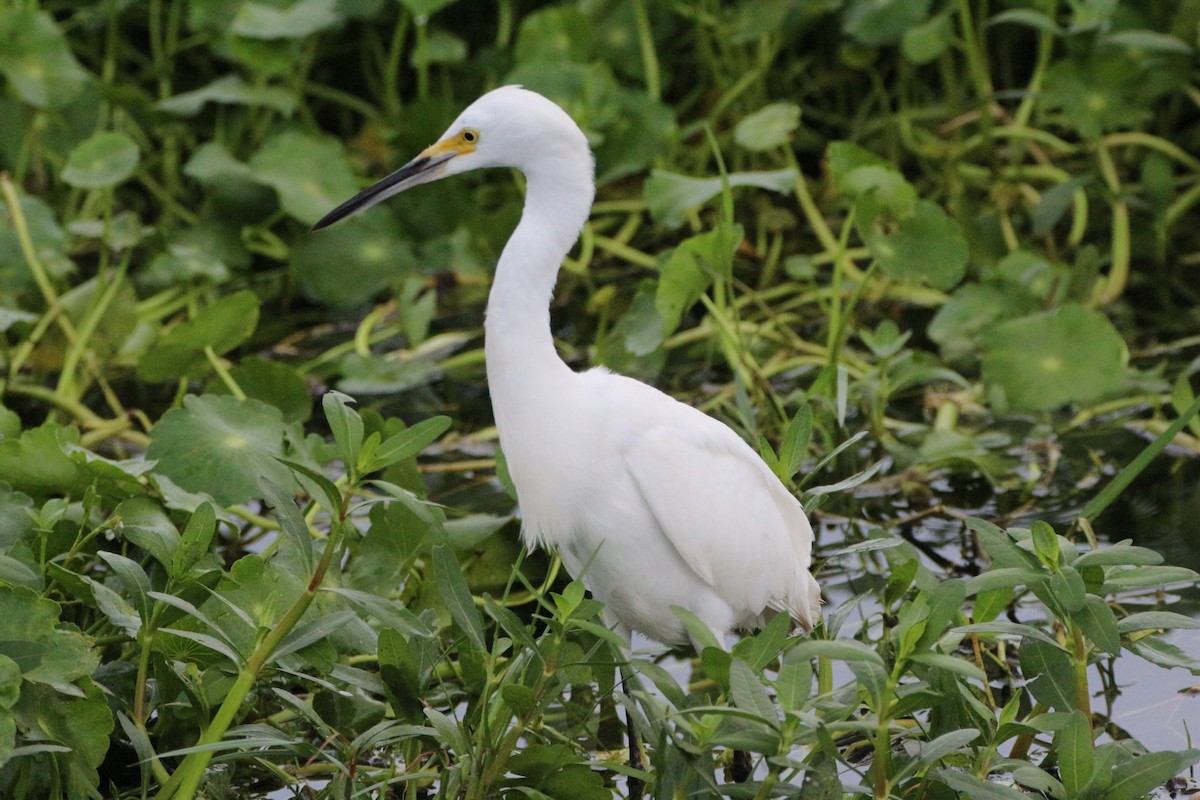 Snowy Egret - ML638915115