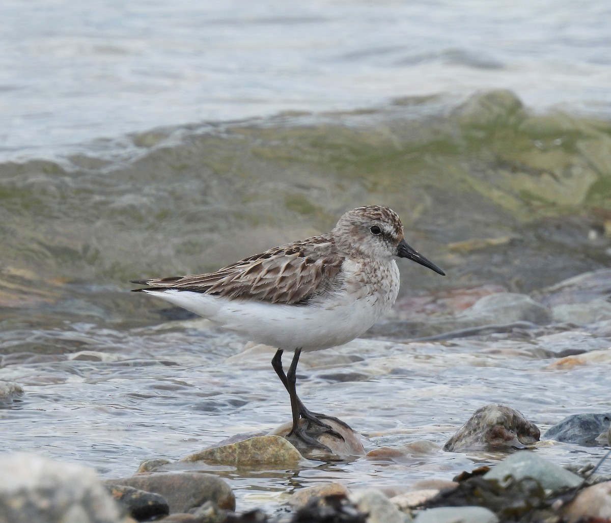 Semipalmated Plover - ML638915116