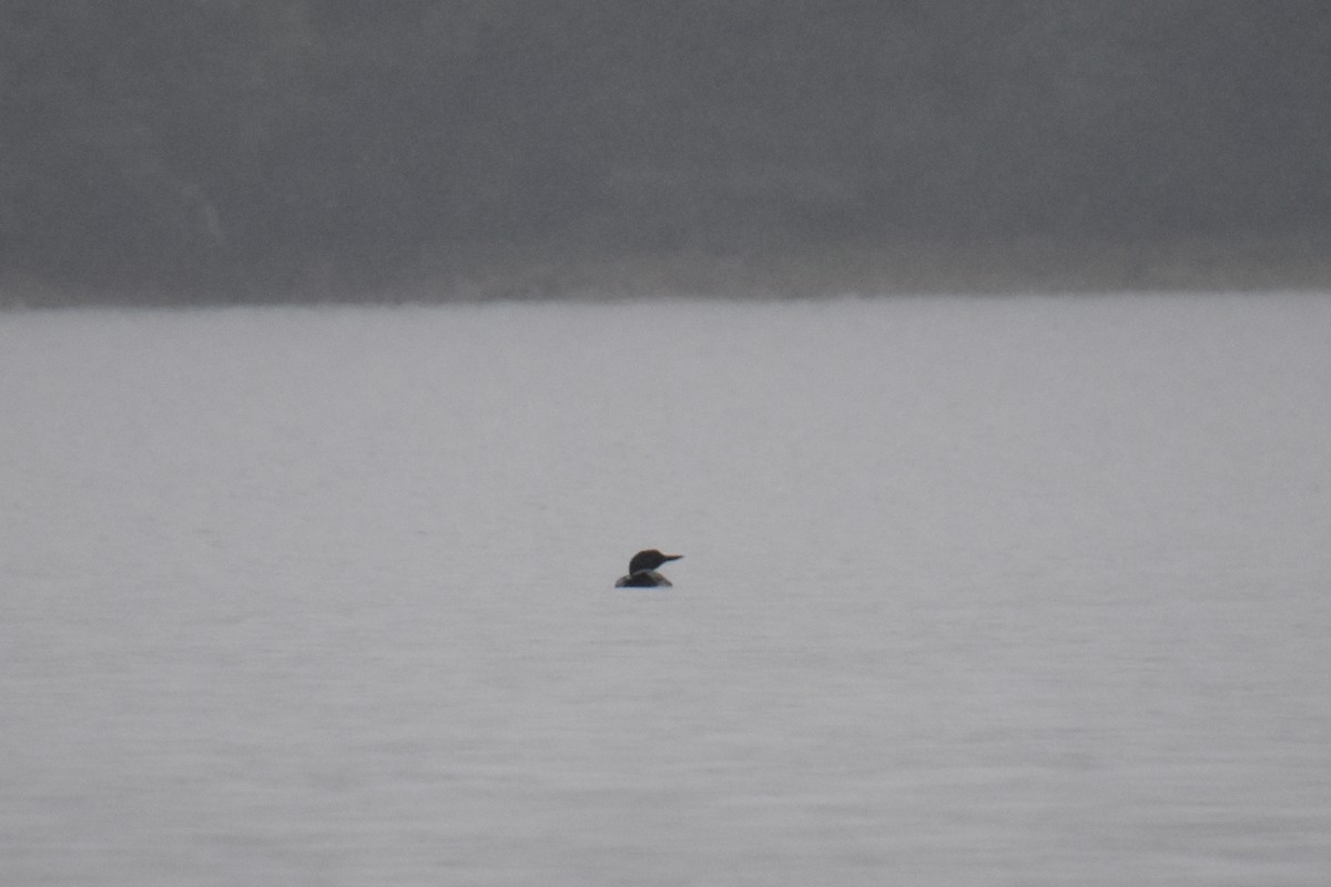 Common Loon - ML638915119