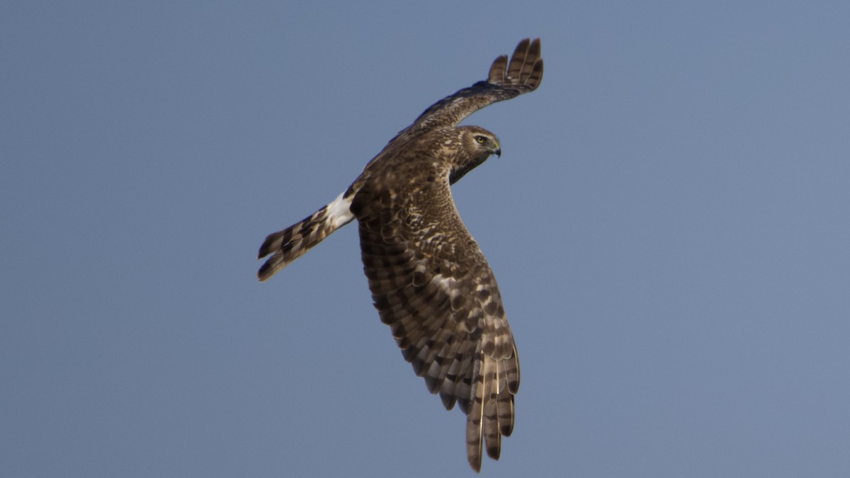 Northern Harrier - ML638915120