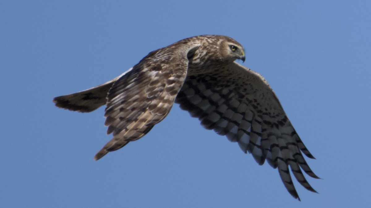 Northern Harrier - ML638915121