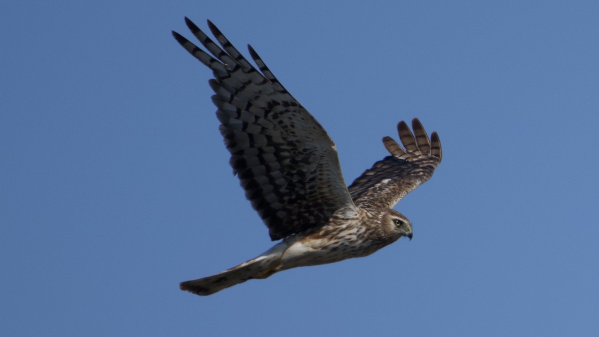 Northern Harrier - ML638915122