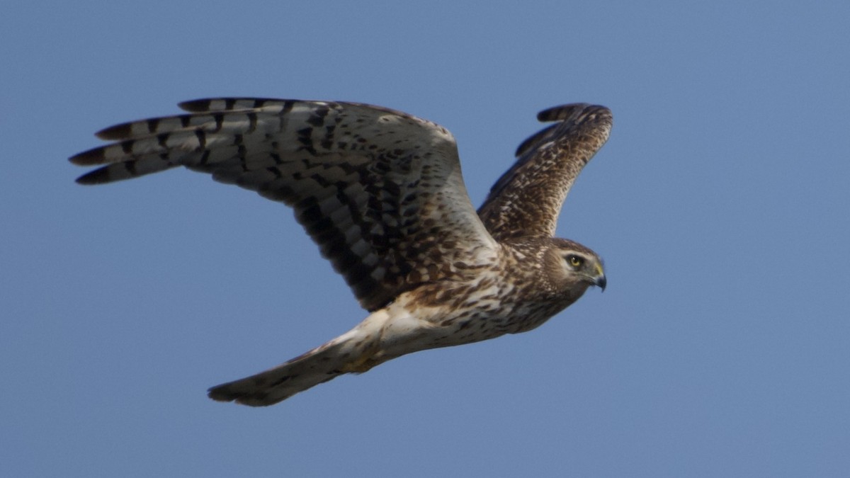 Northern Harrier - ML638915123
