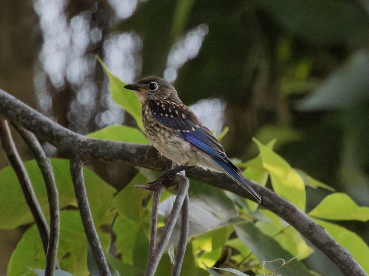 Eastern Bluebird - ML638915124