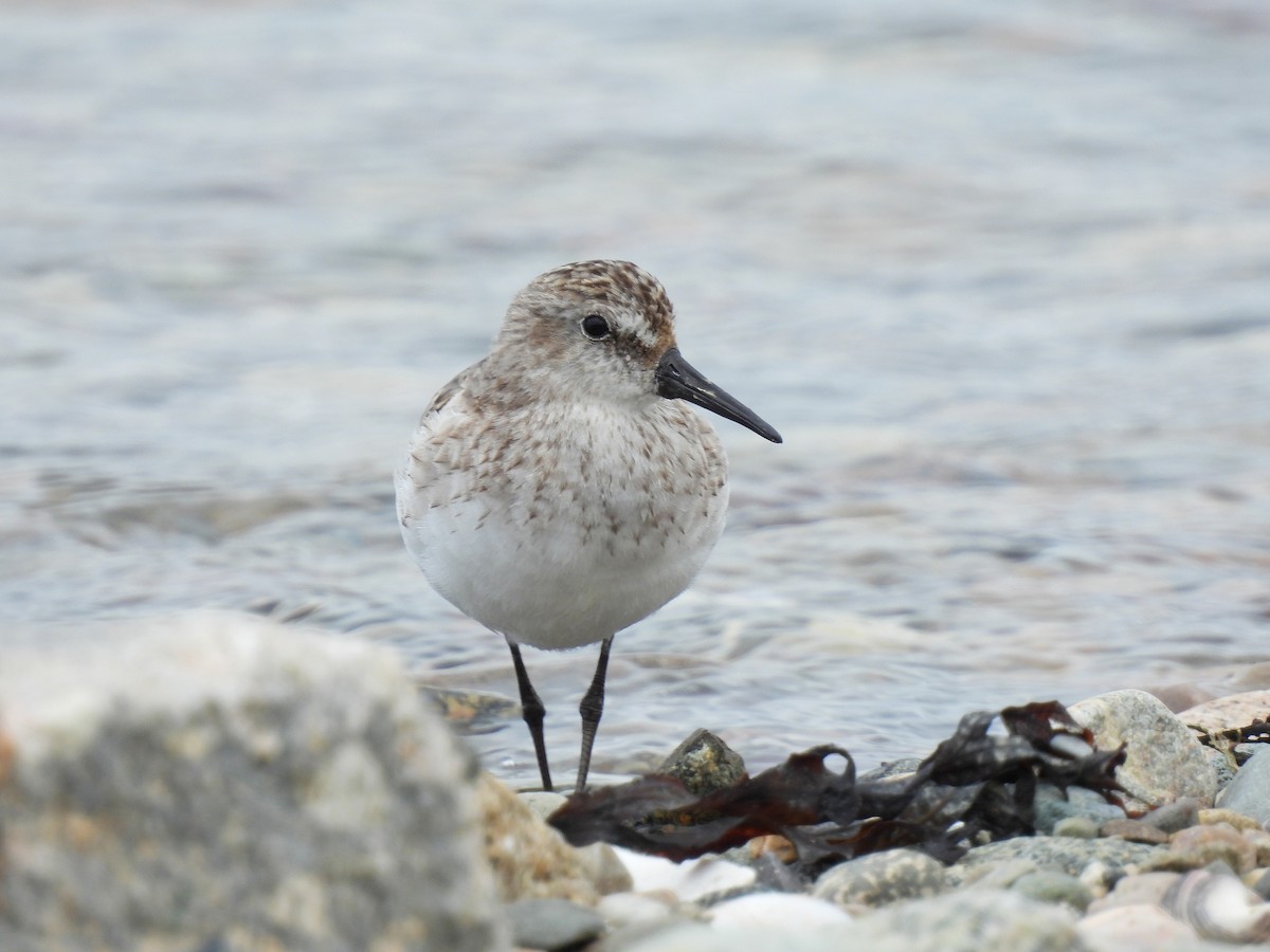 Semipalmated Plover - ML638915125