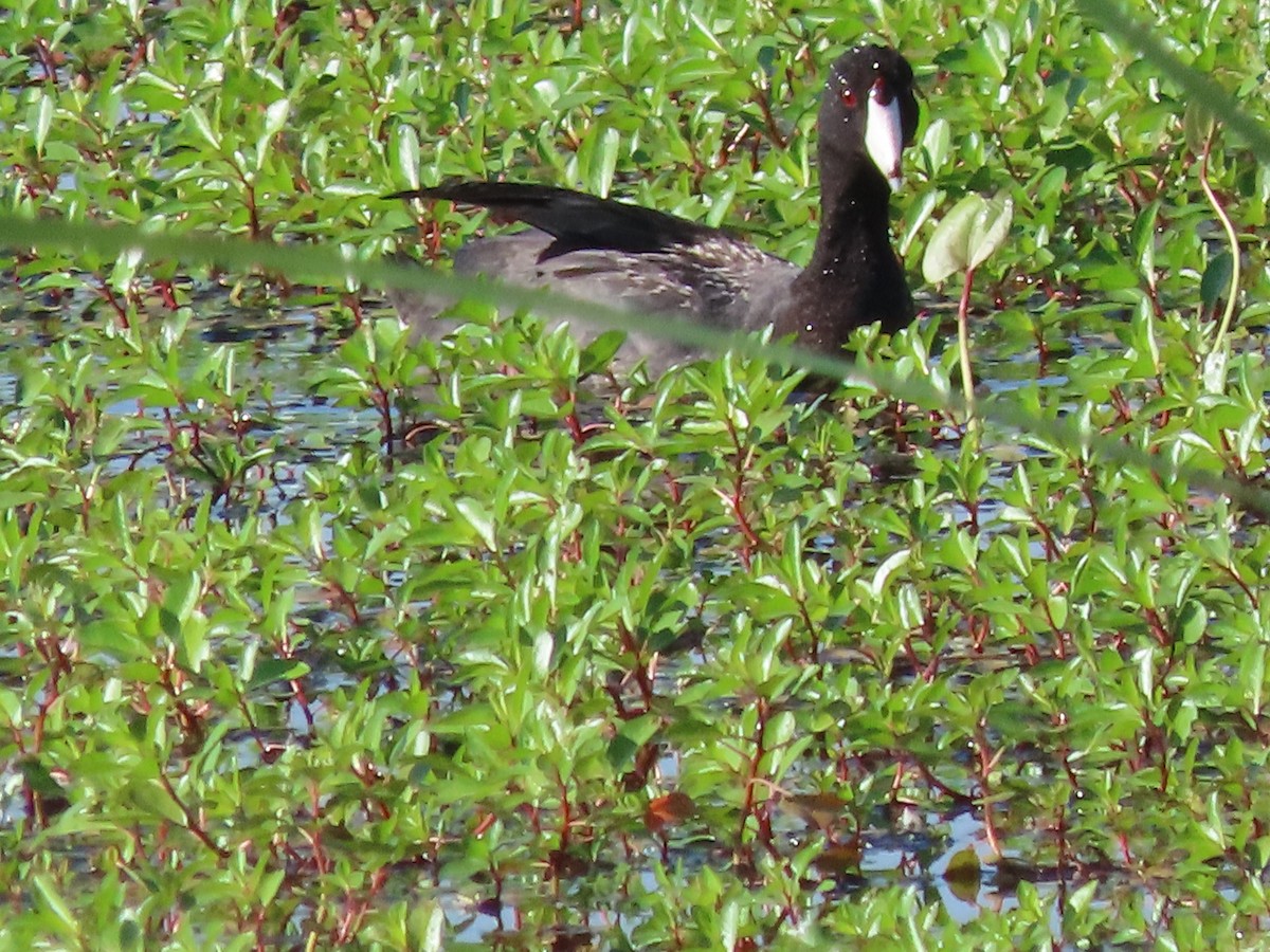 American Coot - ML638915126