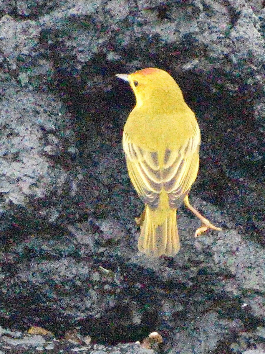 Yellow Warbler - ML638915127