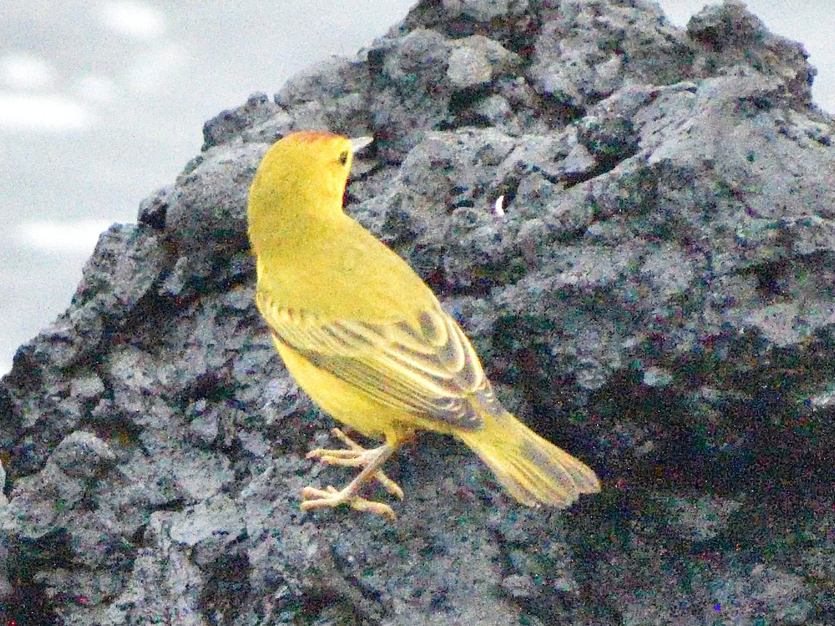 Yellow Warbler - ML638915128