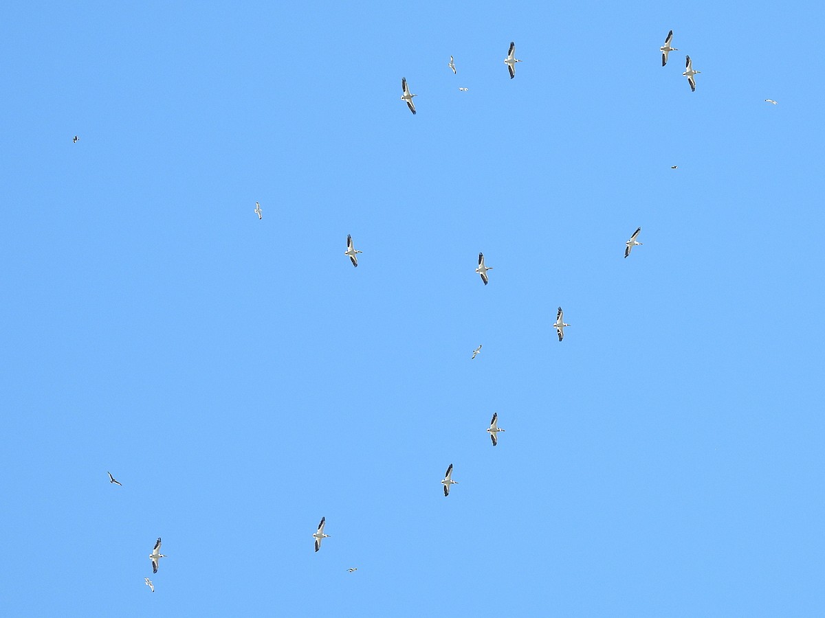 American White Pelican - ML638915129