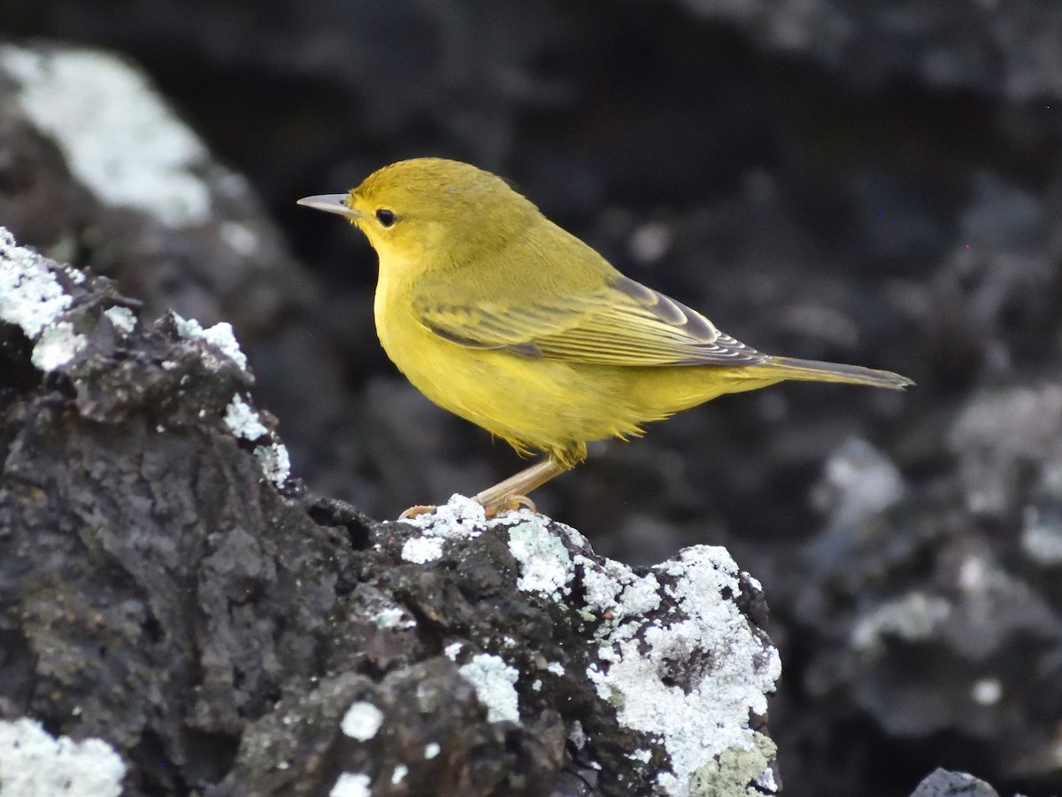 Yellow Warbler - ML638915130