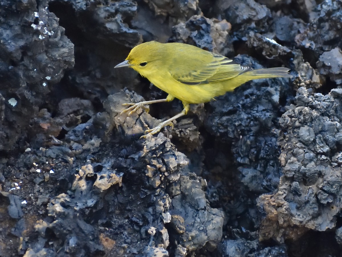 Yellow Warbler - ML638915131