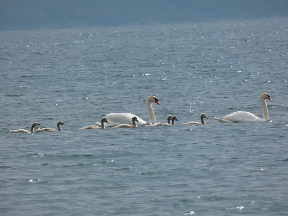 Mute Swan - ML638915132
