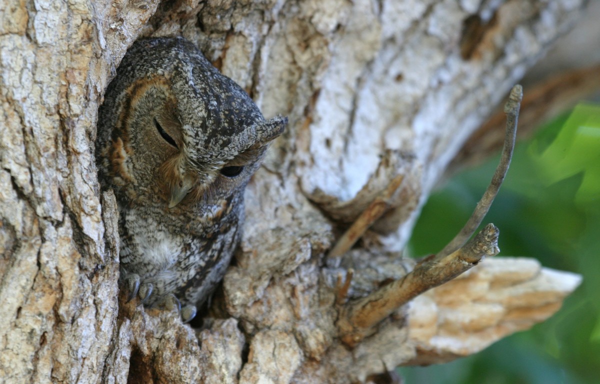 Flammulated Owl - ML638915158