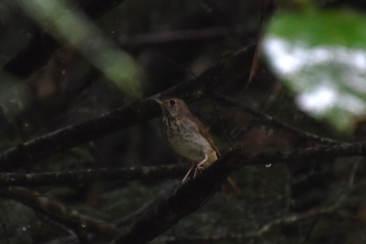 Catharus sp. - ML638915183