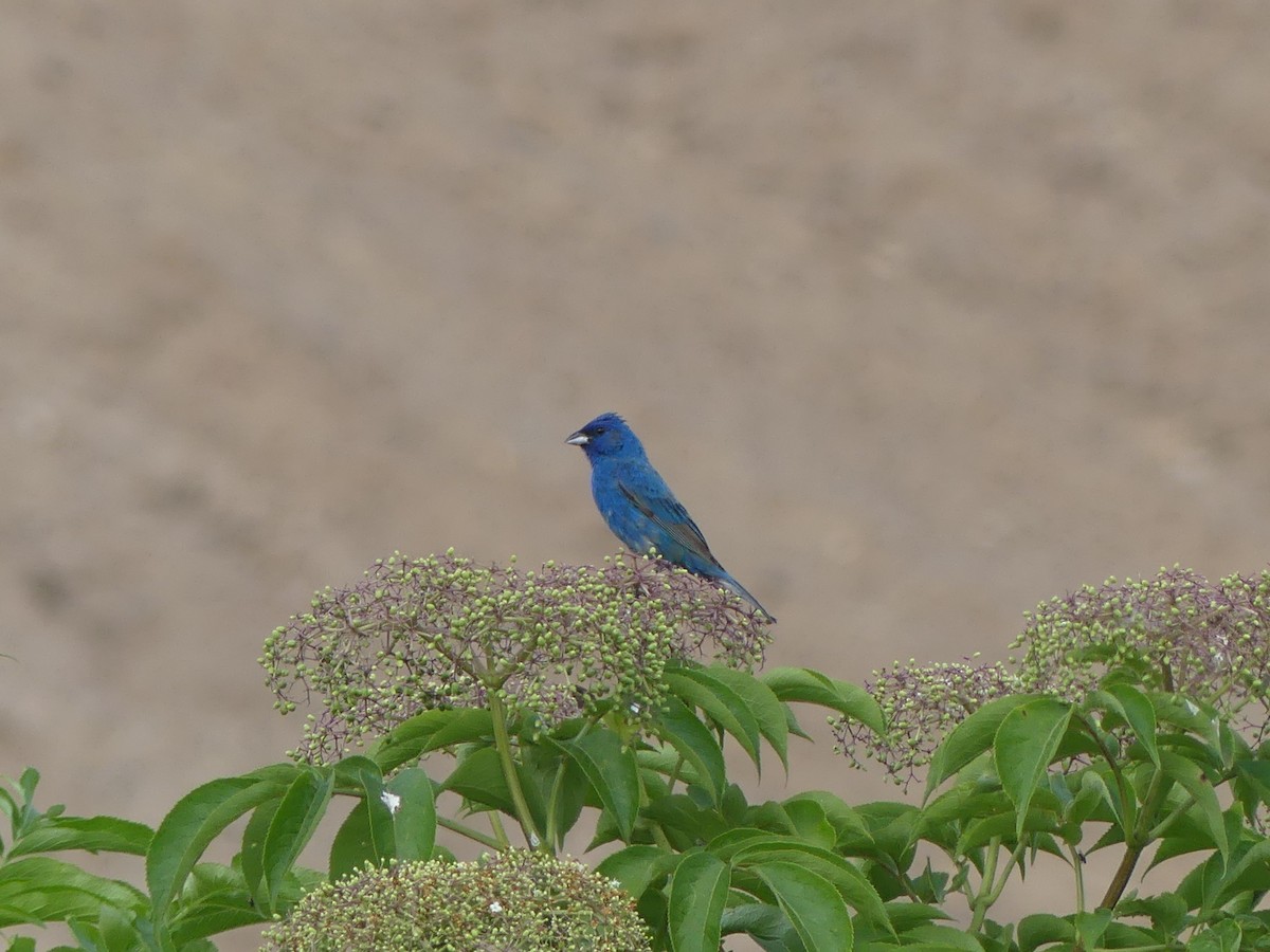 Indigo Bunting - ML638915208