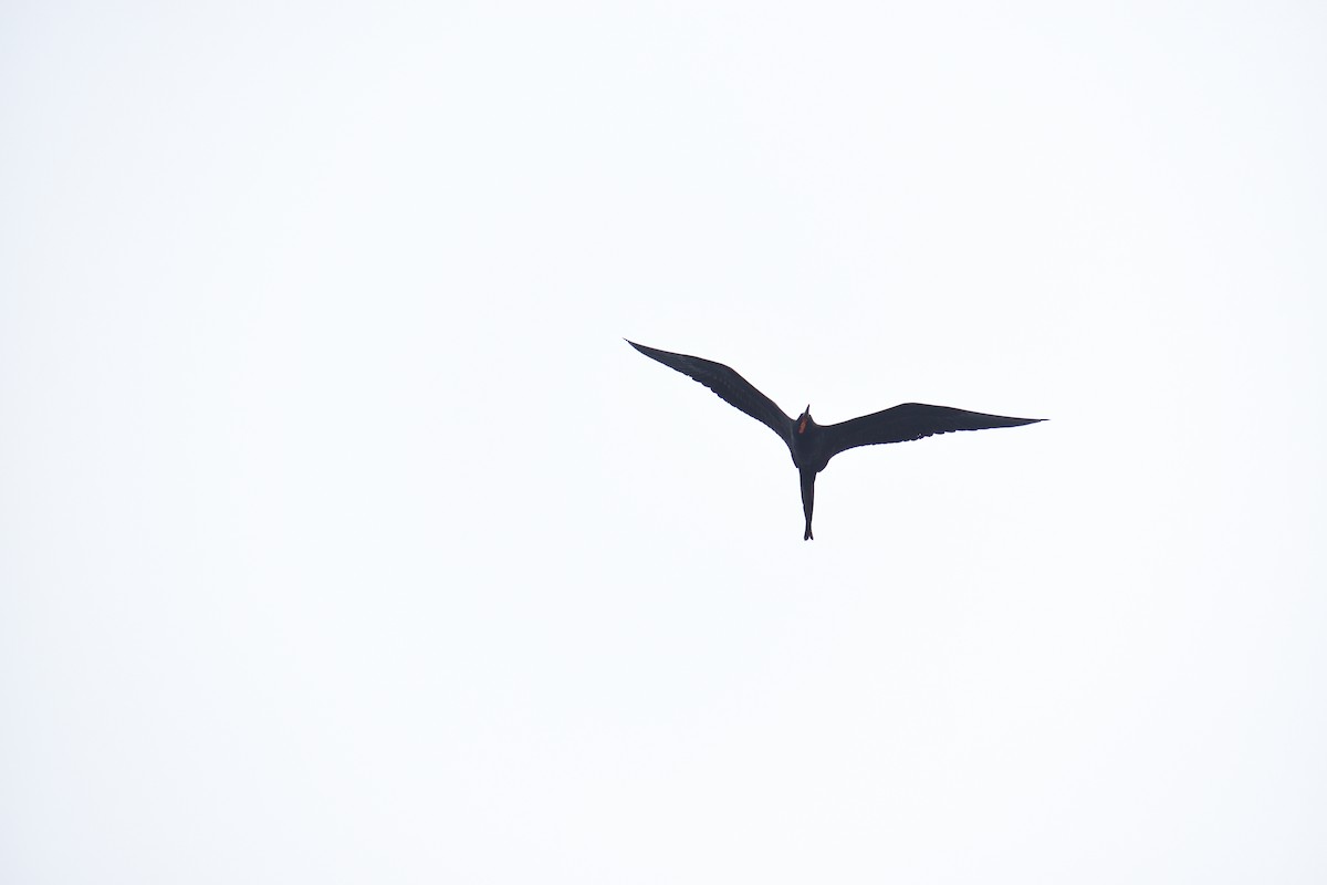 Prachtfregattvogel - ML638915242