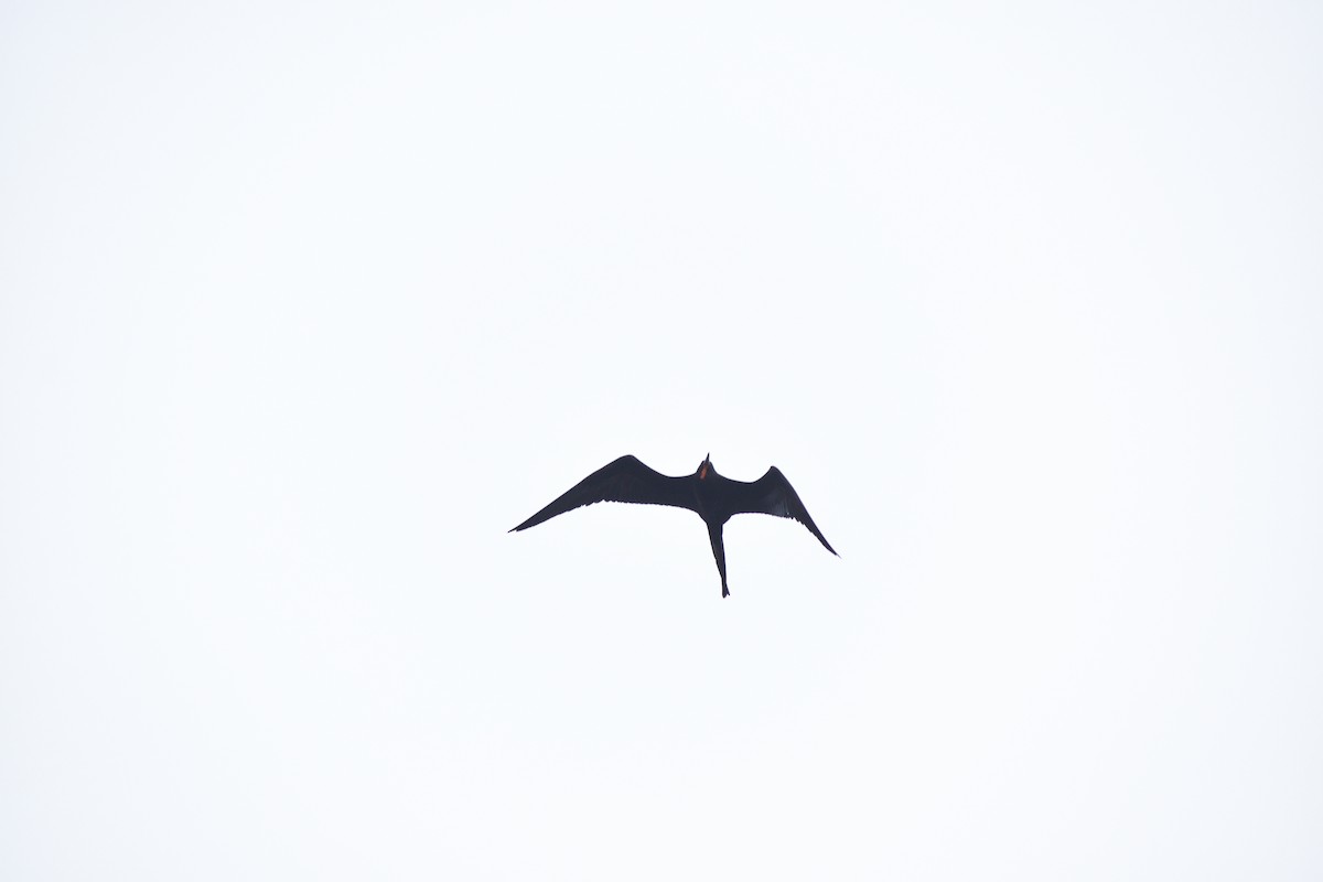 Prachtfregattvogel - ML638915243