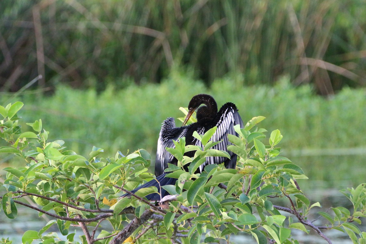 Amerika-Schlangenhalsvogel - ML638915251
