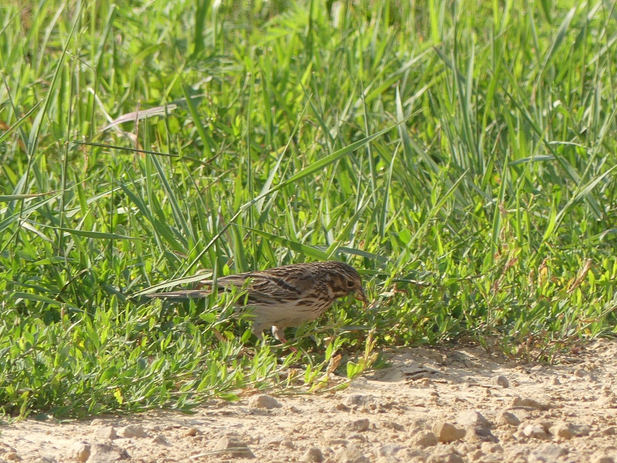 Vesper Sparrow - ML638915265