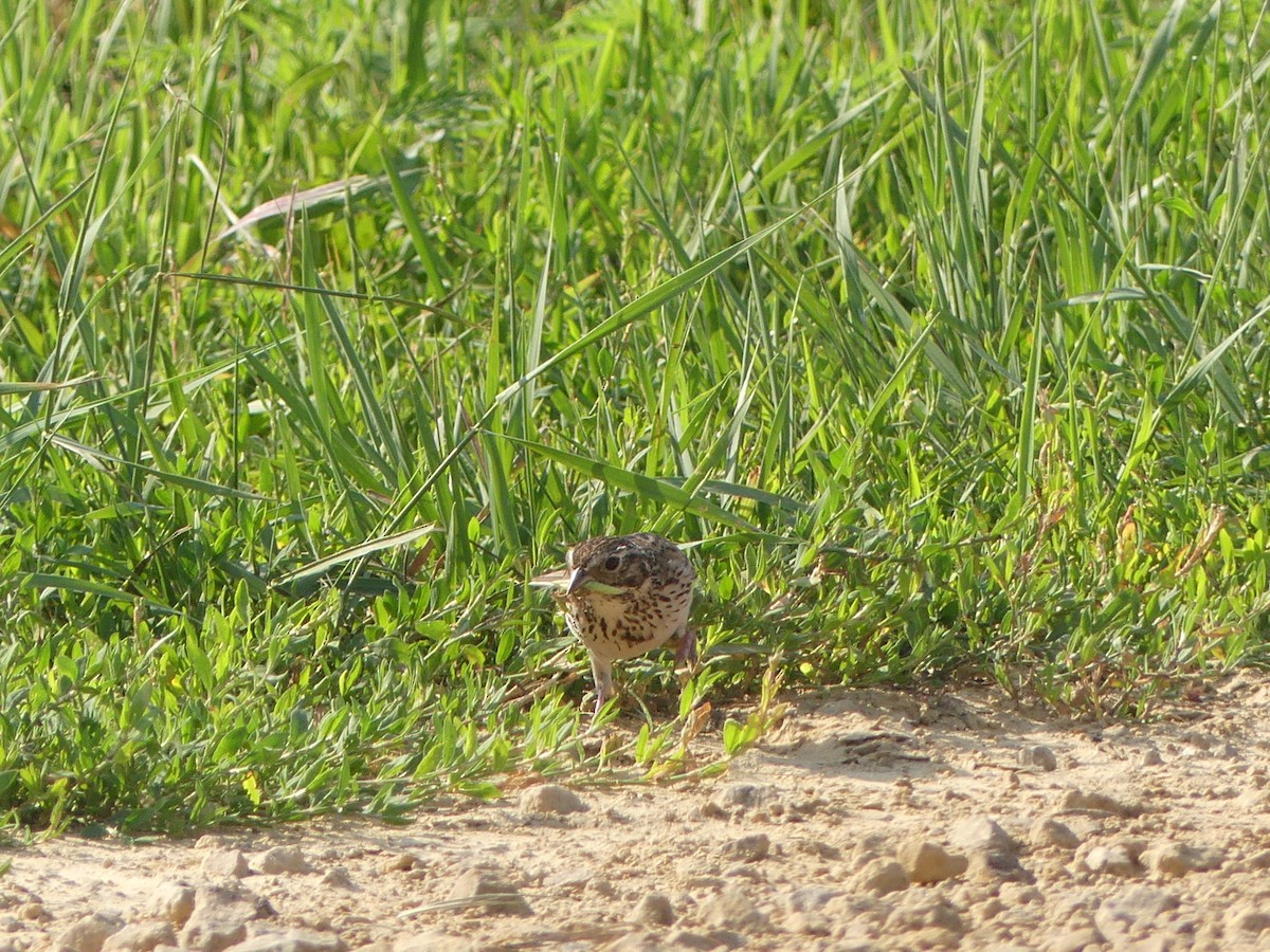 Vesper Sparrow - ML638915266