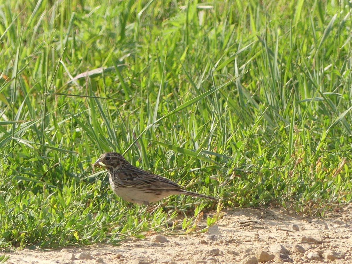 Vesper Sparrow - ML638915267