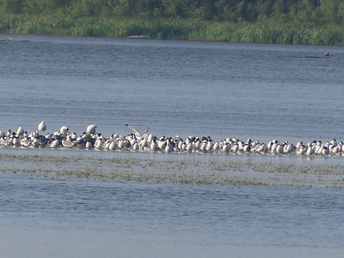 Franklin's Gull - ML638915279