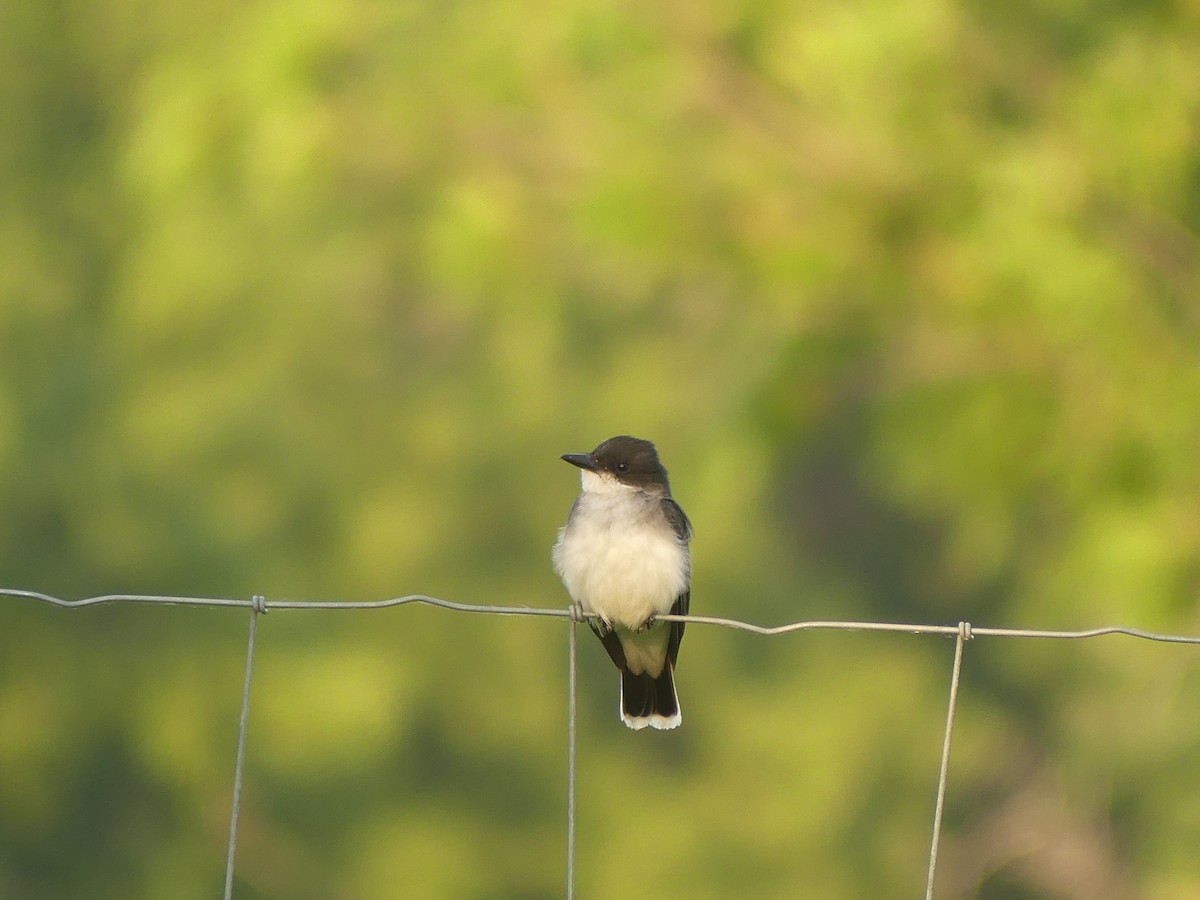 Eastern Kingbird - ML638915320