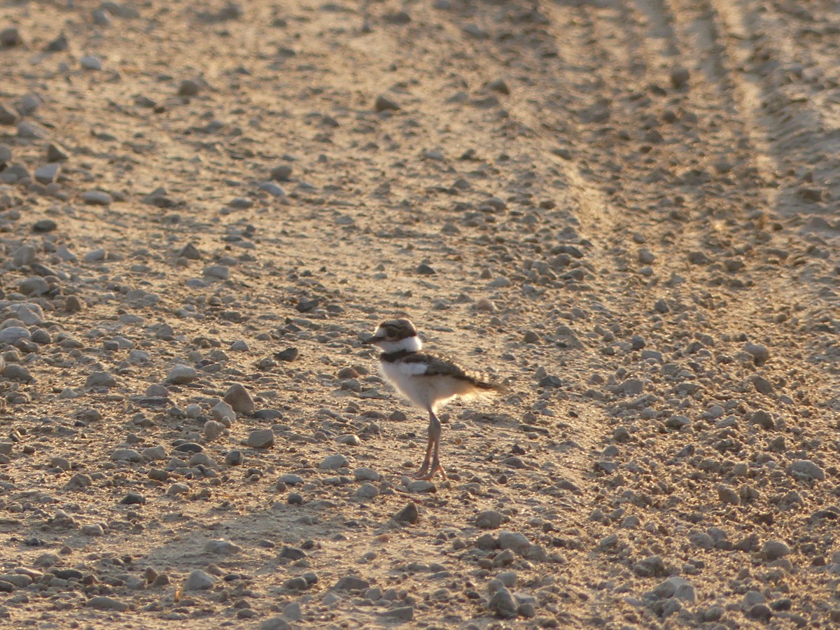Killdeer - ML638915365