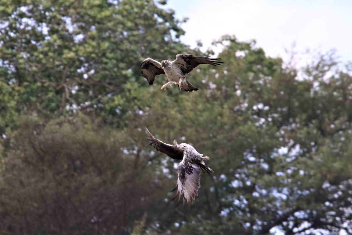 Bonelli's Eagle - ML638915376