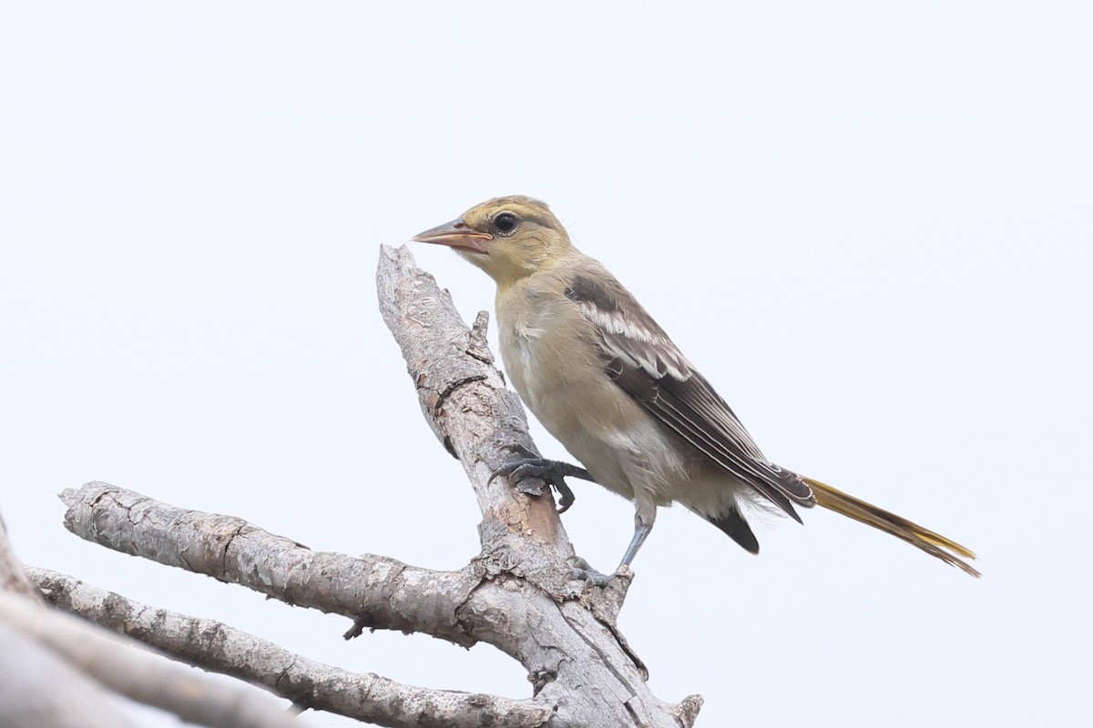 Bullock's Oriole - ML638915400