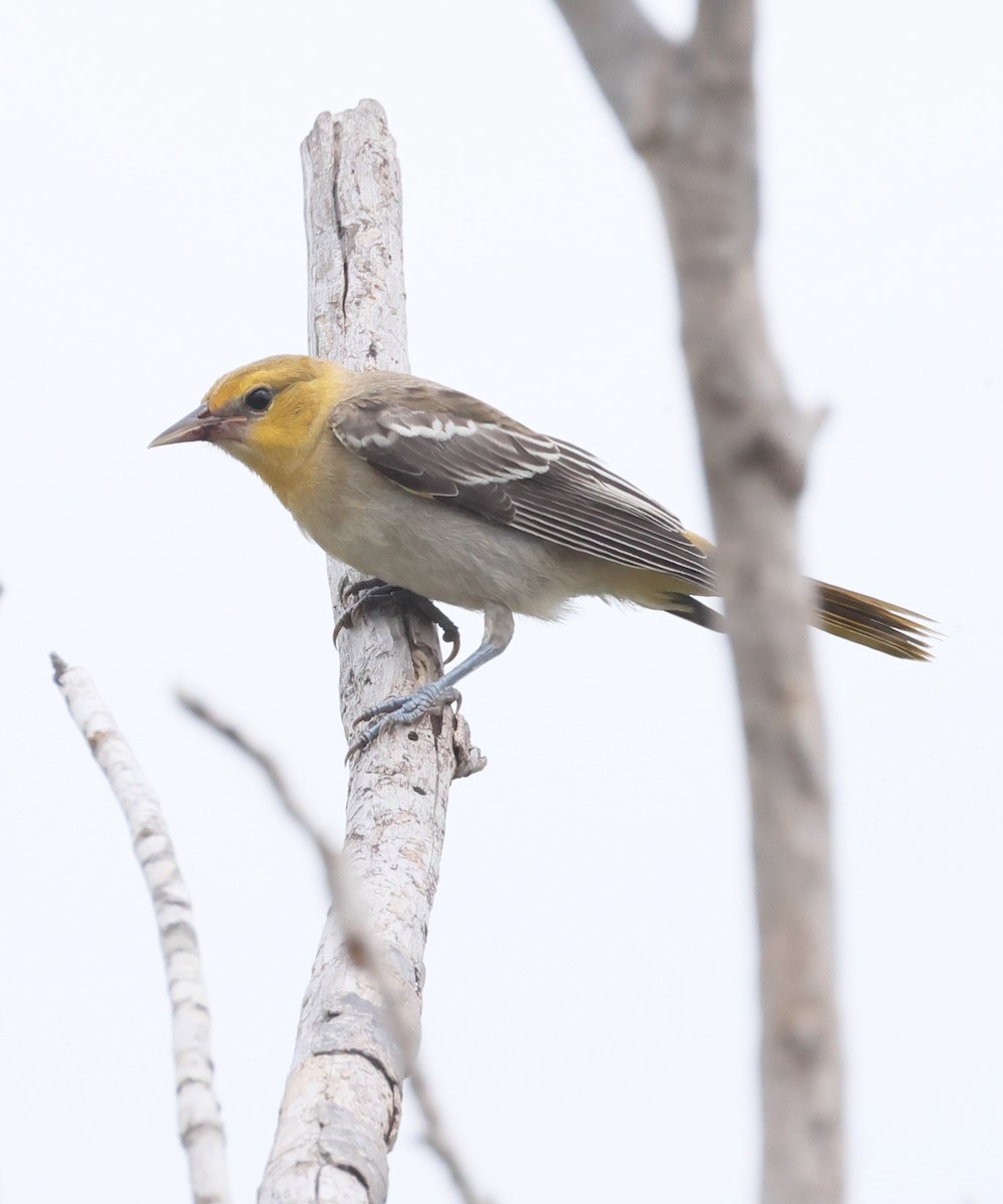Bullock's Oriole - ML638915404