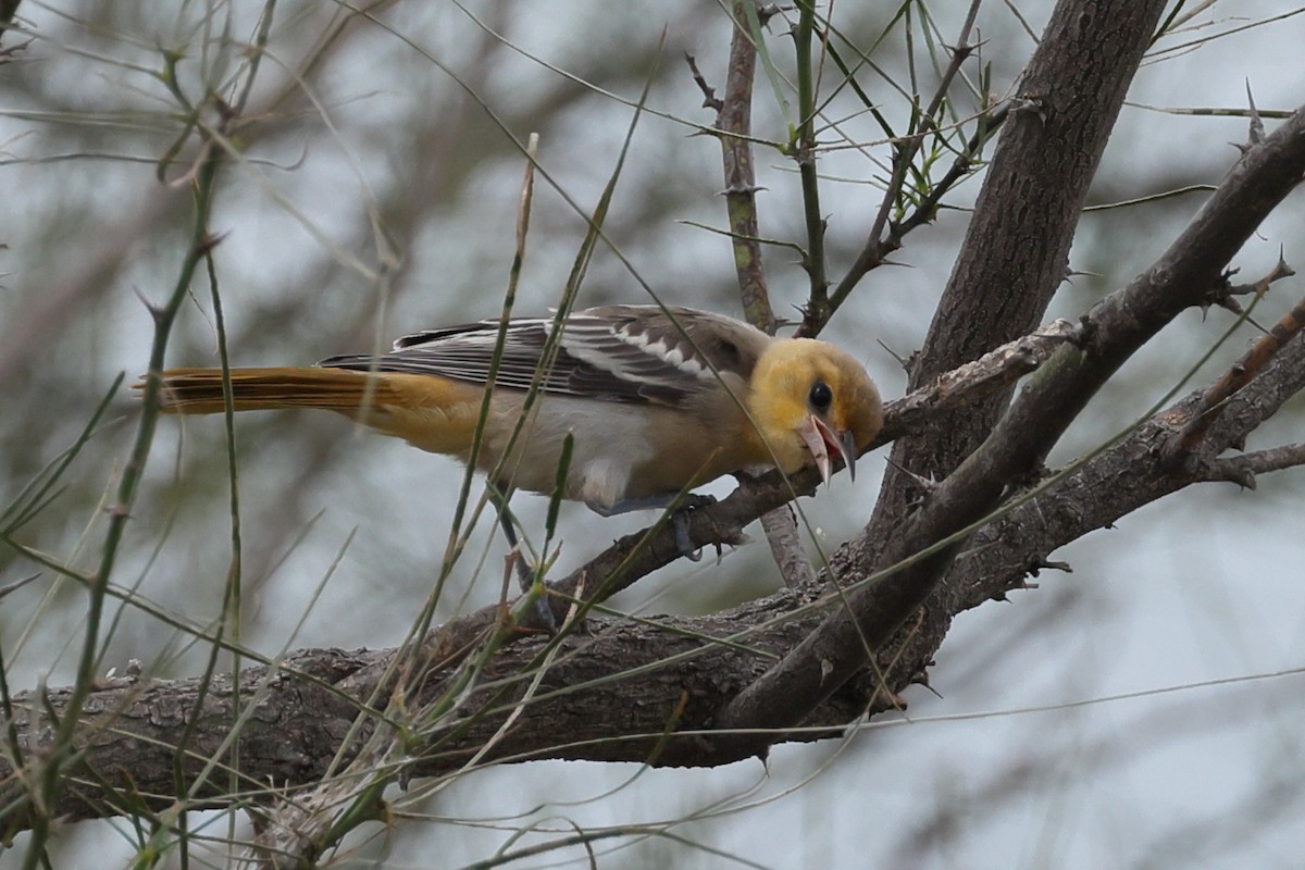 Bullock's Oriole - ML638915413