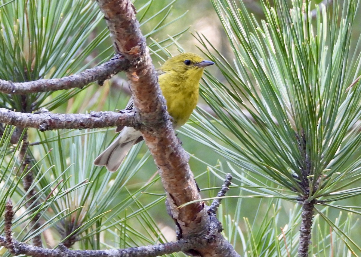 Pine Warbler - ML638915468