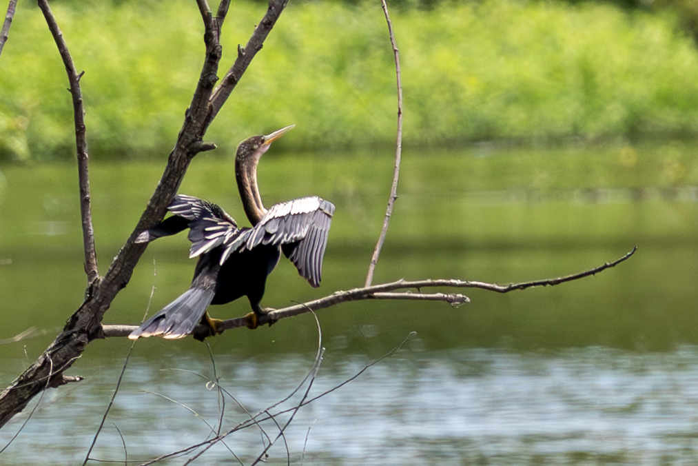 anhinga americká - ML638915498