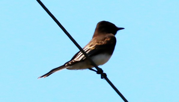 Black Phoebe - ML638915560
