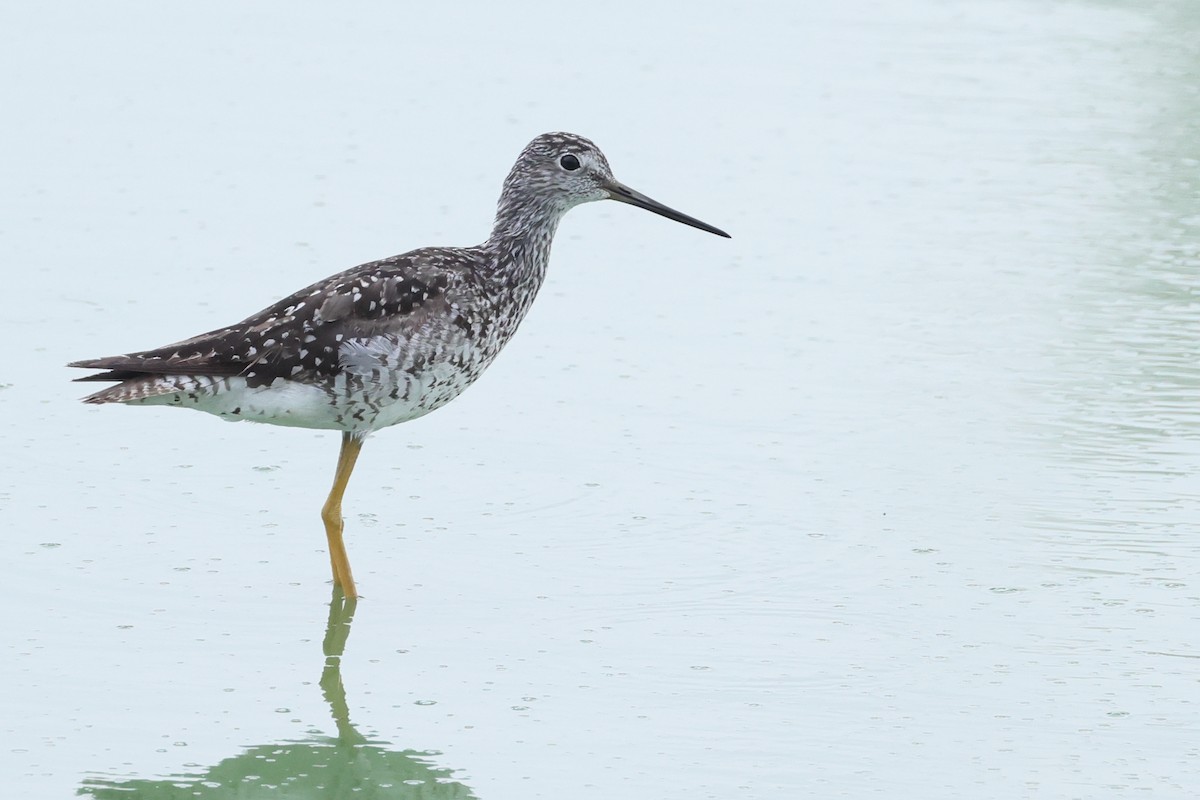 Greater Yellowlegs - ML638915613