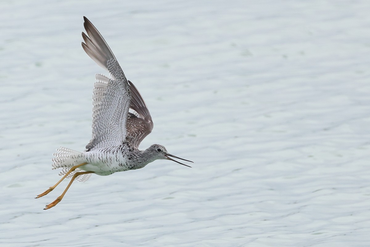 Greater Yellowlegs - ML638915620