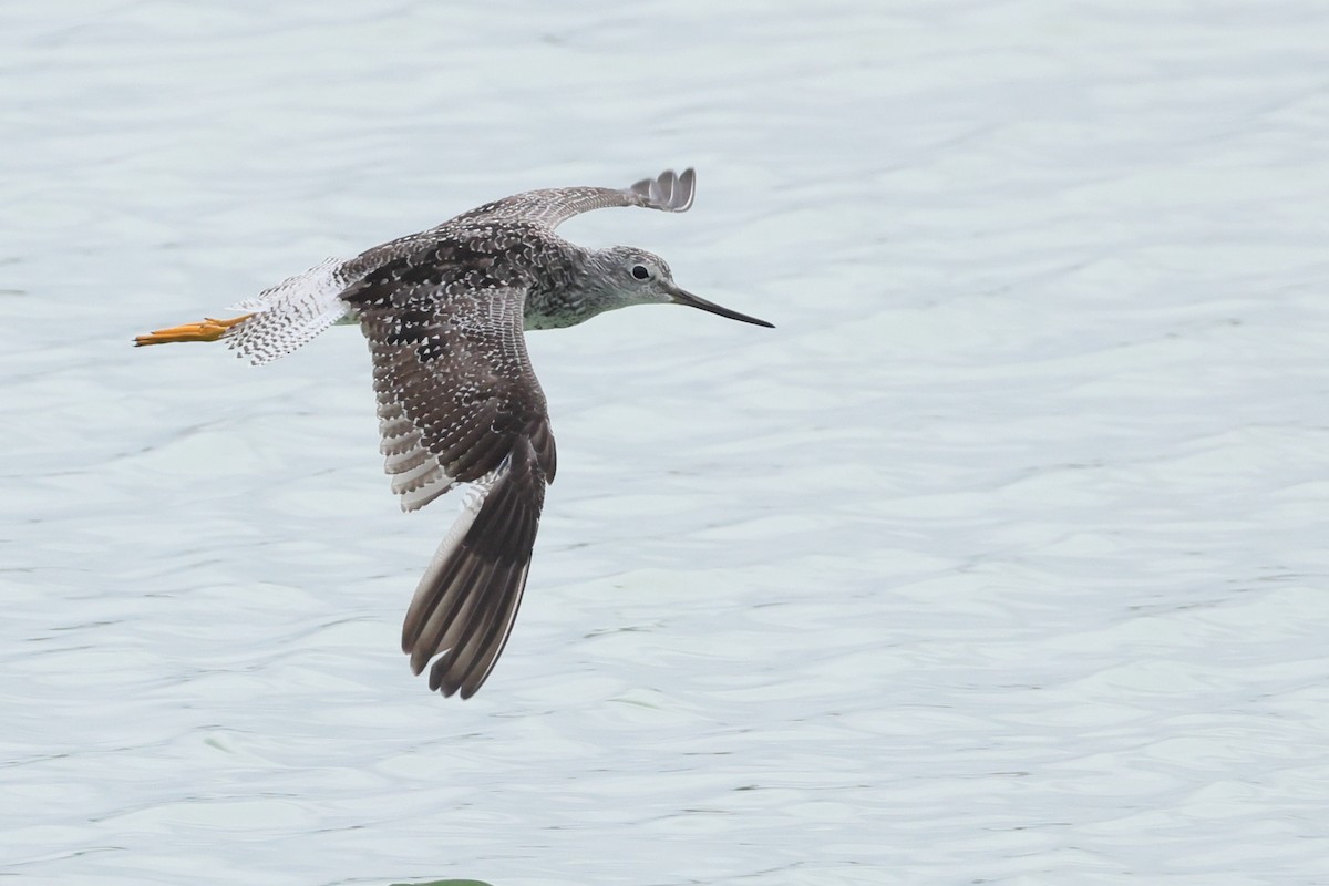 Greater Yellowlegs - ML638915621