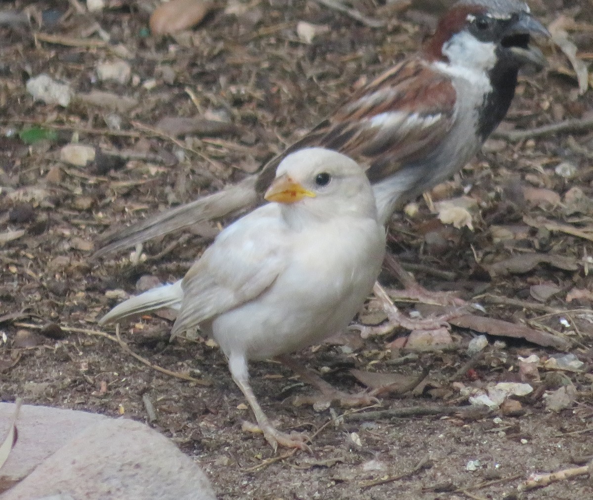 דרור הבית - ML638915625