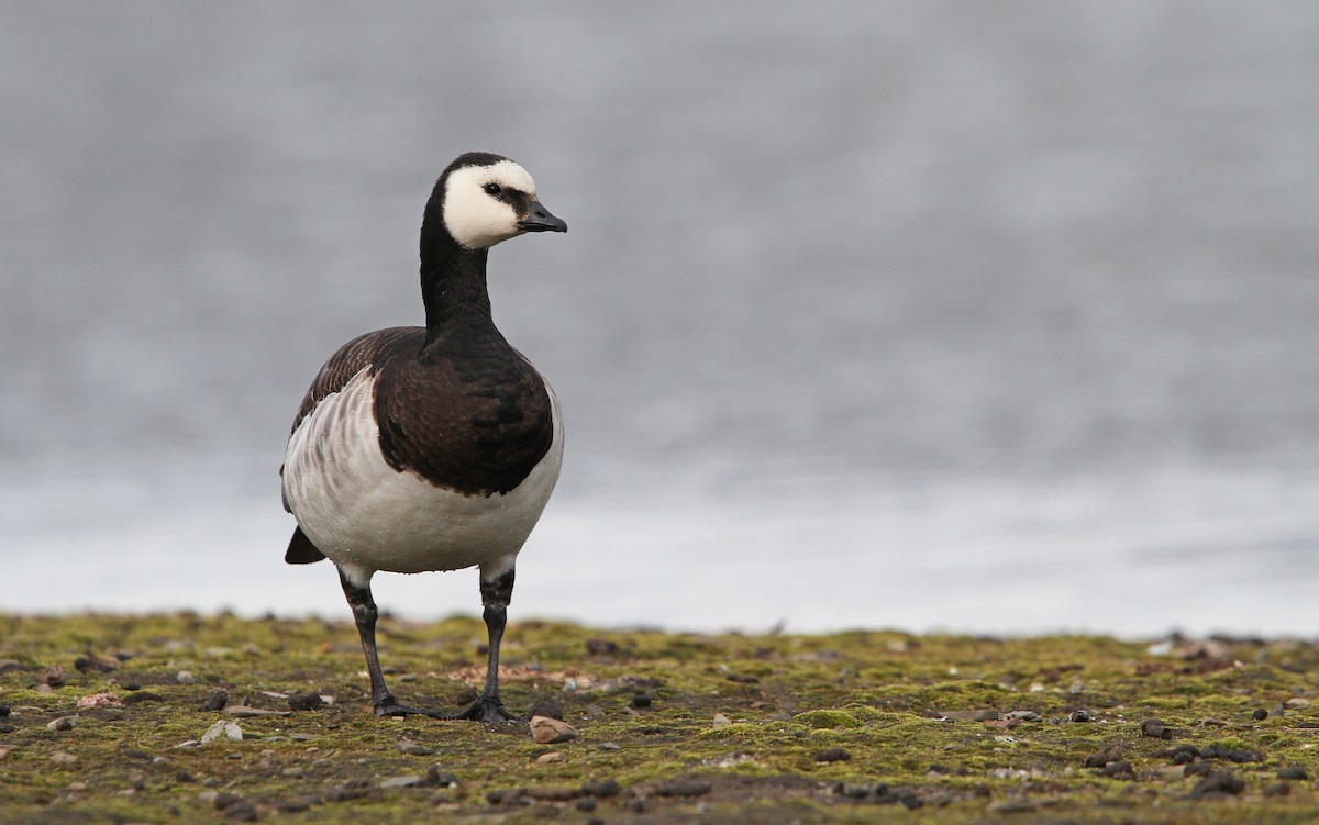 Barnacle Goose - ML63891571