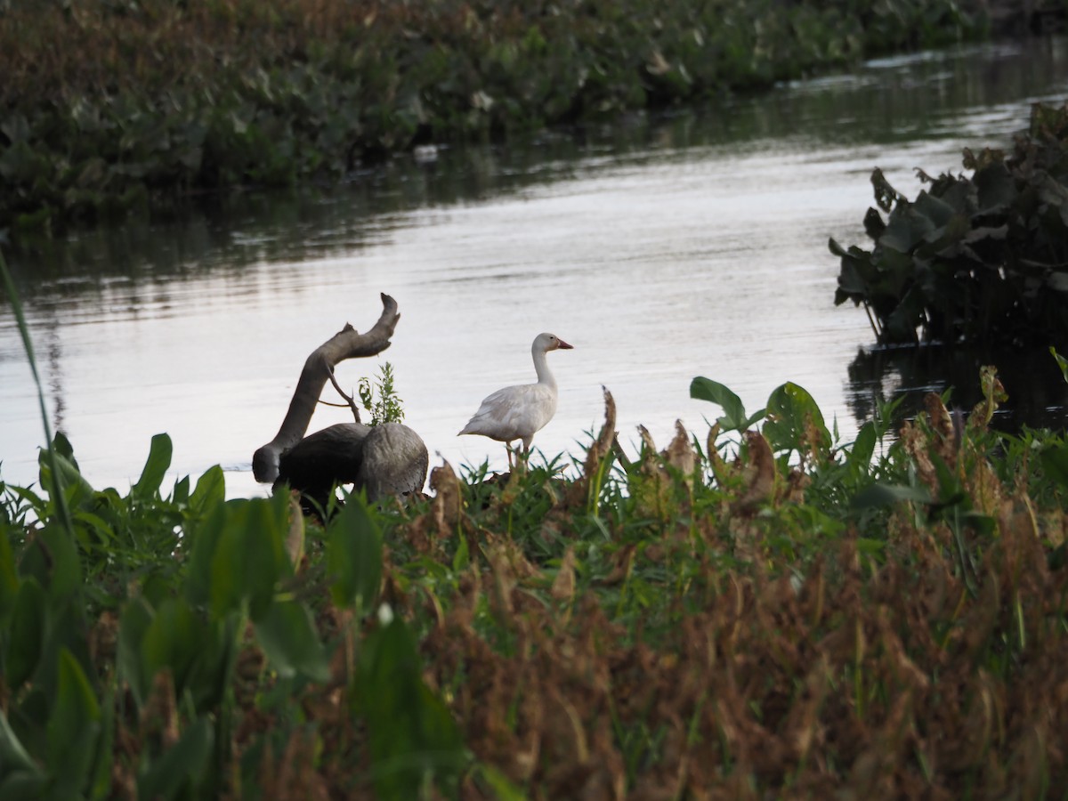 Snow Goose - ML638915734