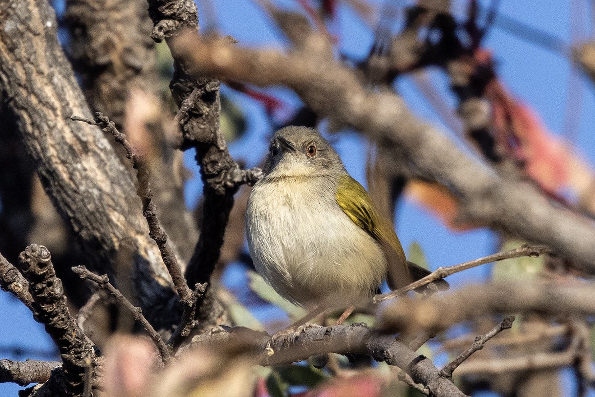 Green-backed Camaroptera (Gray-backed) - ML638915806