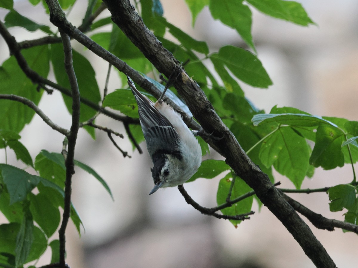 White-breasted Nuthatch - ML638915815