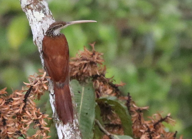 Long-billed Woodcreeper - ML638915818