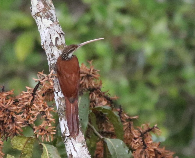 Long-billed Woodcreeper - ML638915819