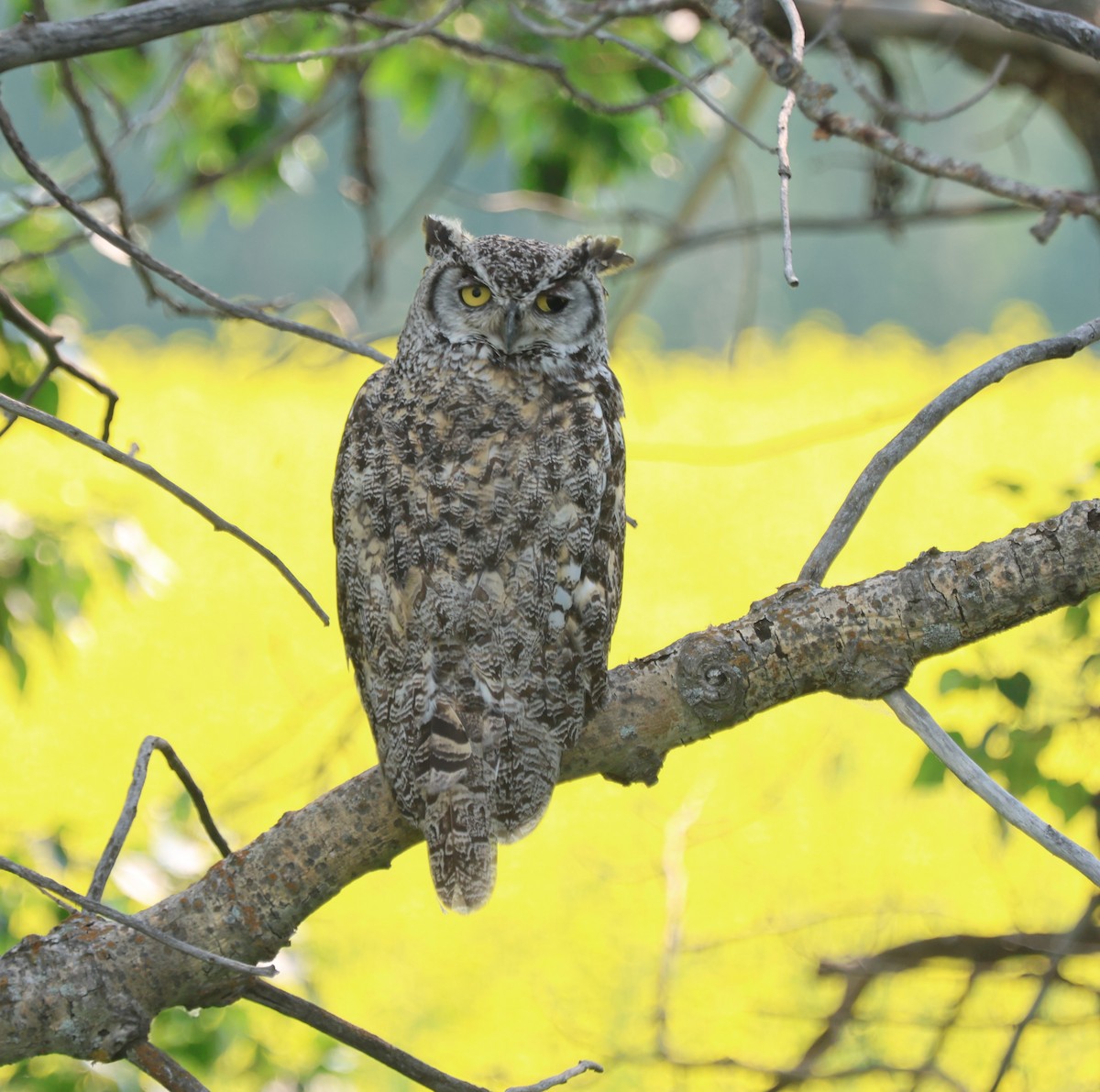 Great Horned Owl - ML638915826