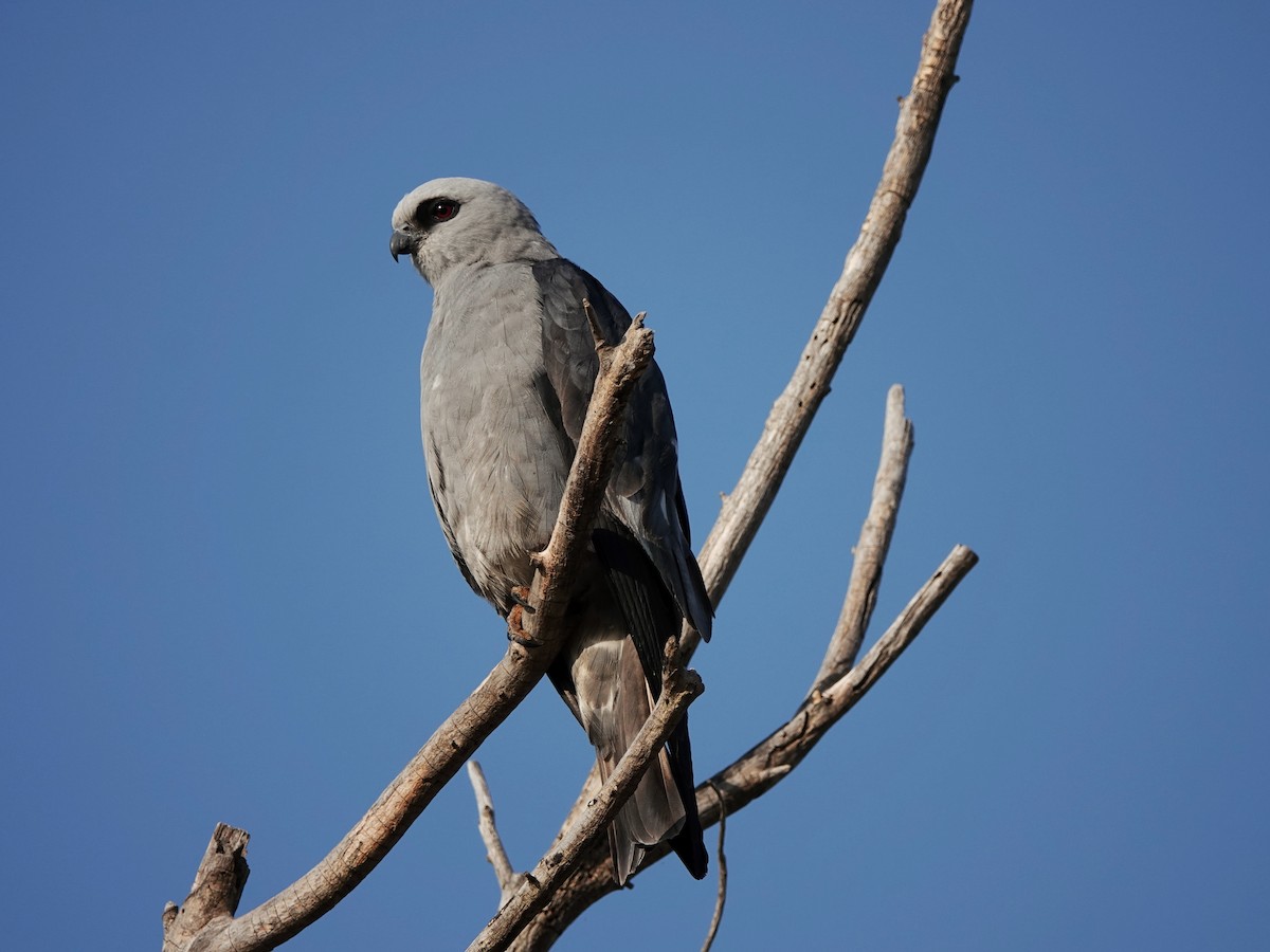 Mississippi Kite - ML638915859