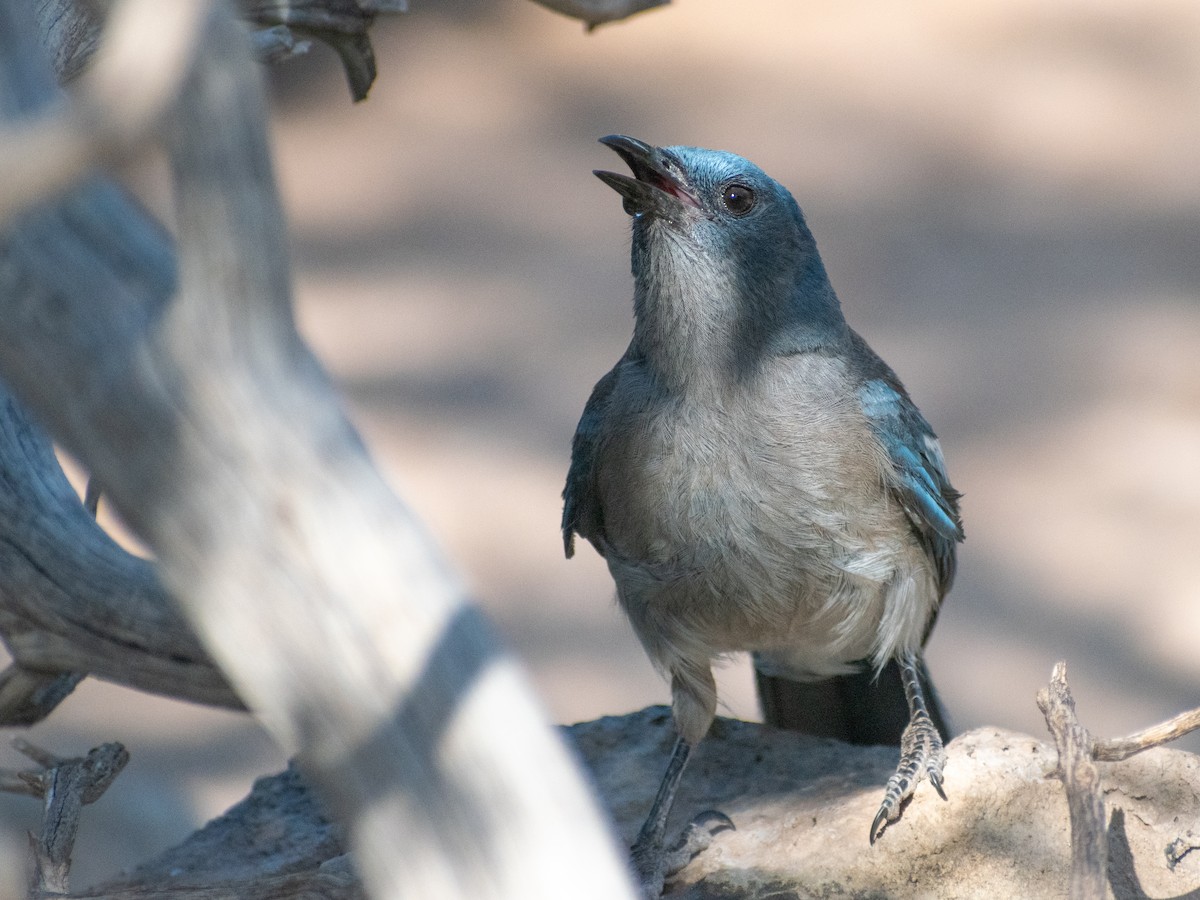 Mexican Jay - ML638915956