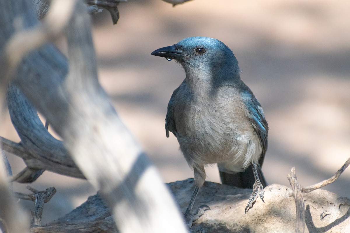 Mexican Jay - ML638915959